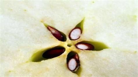 Apple Seeds Poison: What Can Happen If You Eat .